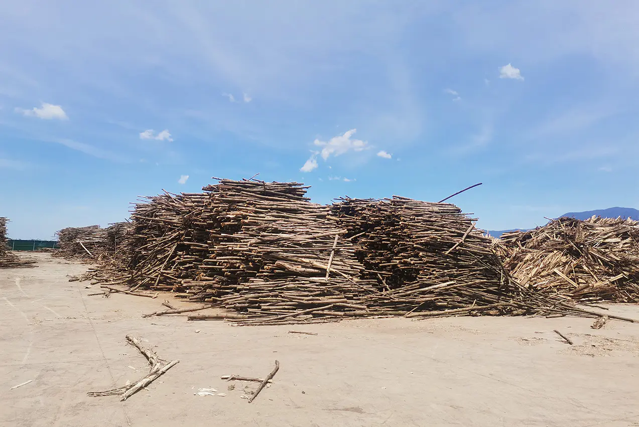 Vietnam acacia wood chip pile awaiting dryer feed at a pellet production facility